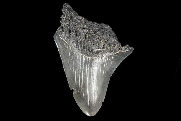 Partial, Fossil Megalodon Tooth #89412